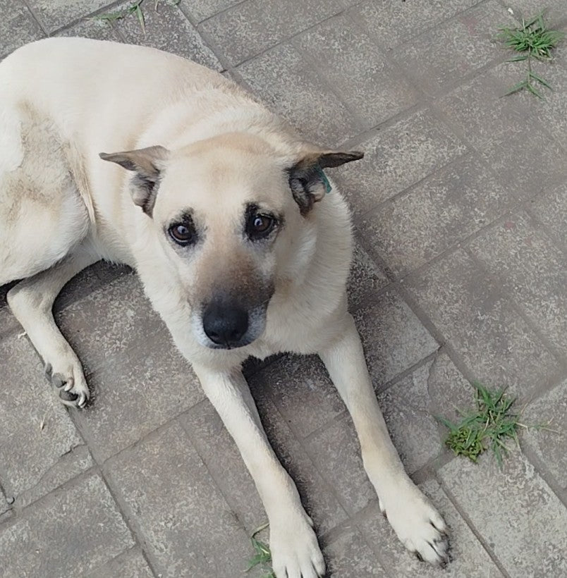Support our rescue pets in Ukraine!